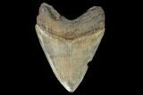Serrated, Fossil Megalodon Tooth - South Carolina #127741-2
